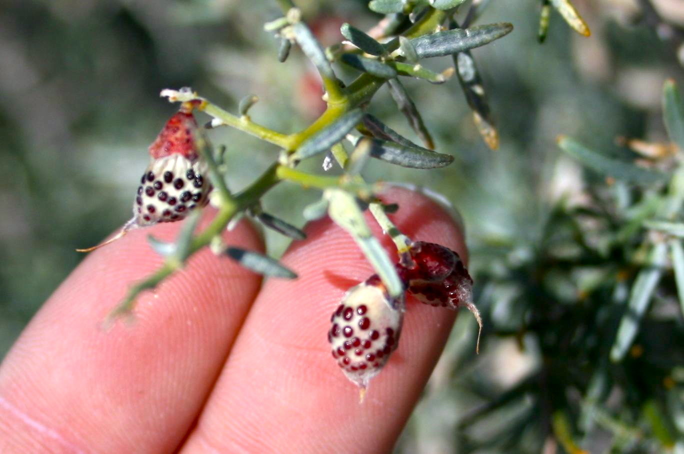 Psorothamnus schottii (Indigo-bush), native California shrub