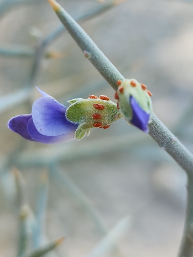 Psorothamnus spinosus (Smoke tree), native California shrub / tree