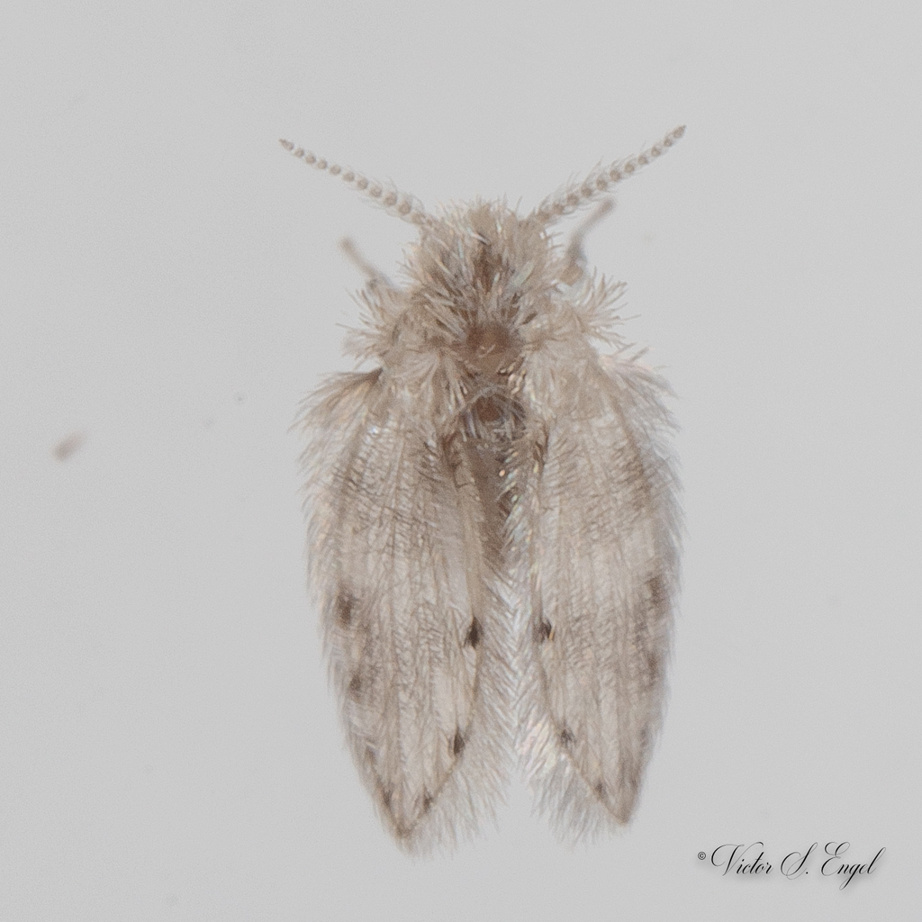 Psychoda alternata (Trickling Filter Fly), California species