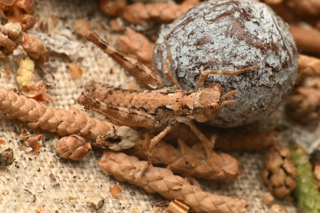 Psychomastax deserticola (Desert Monkey Grasshopper), California species
