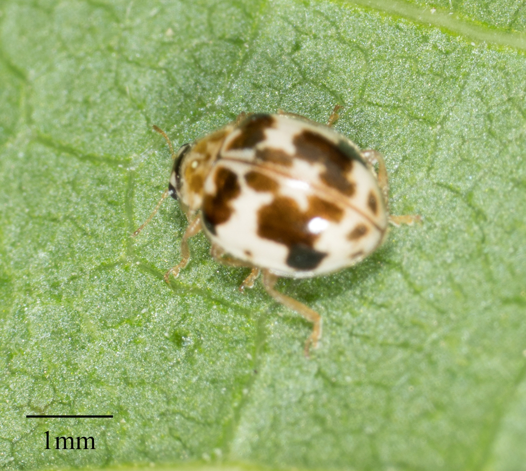 Psyllobora borealis (Western Fairy Lady Beetle), California species