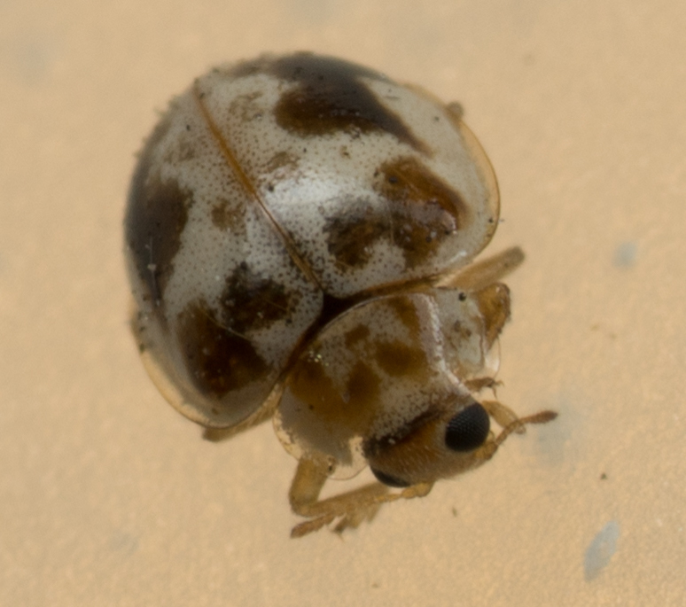 Psyllobora renifer (Kidney-spotted Fairy Lady Beetle), California species