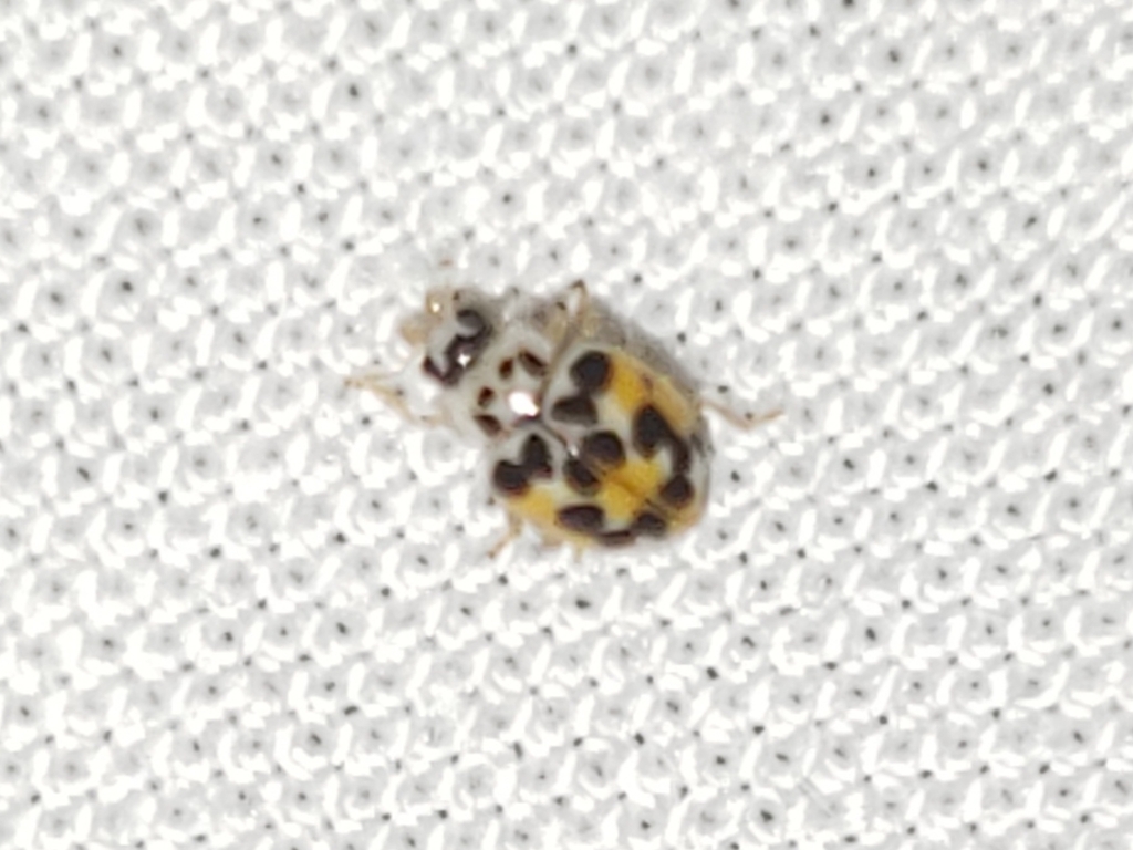 Psyllobora vigintimaculata (Twenty-spotted Lady Beetle), California species