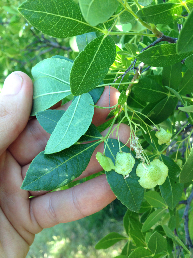 Ptelea crenulata (California hoptree), native California shrub / tree