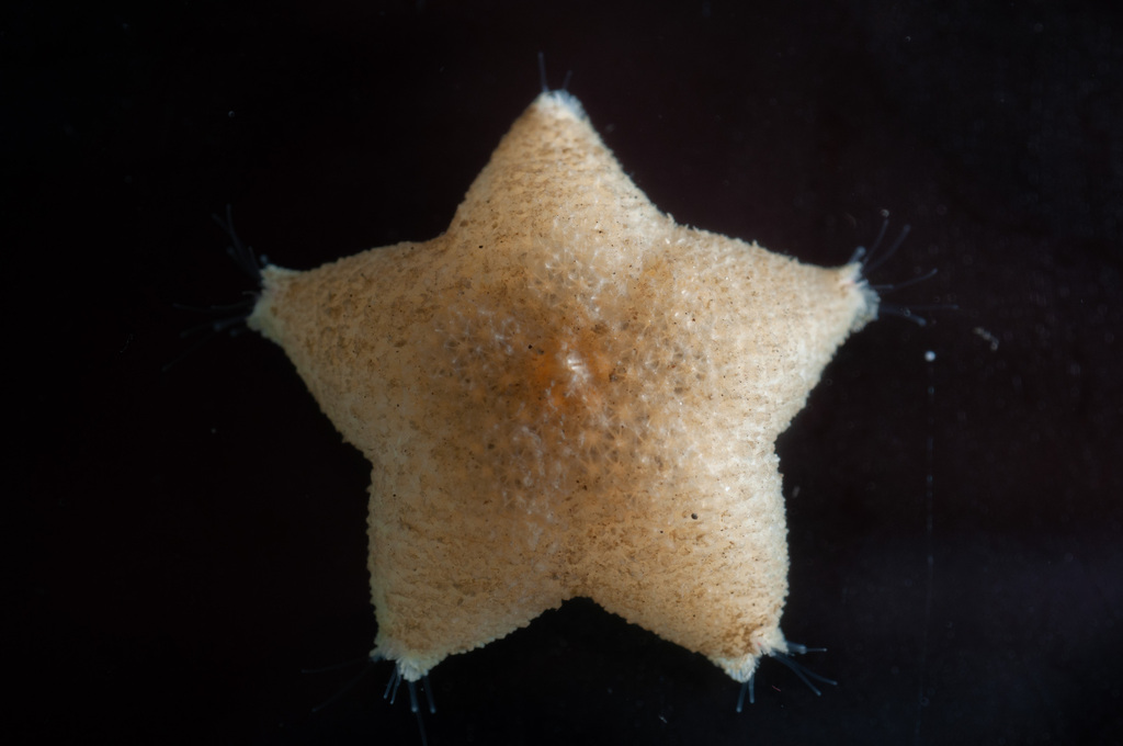Pteraster tesselatus (Slime Star), California species