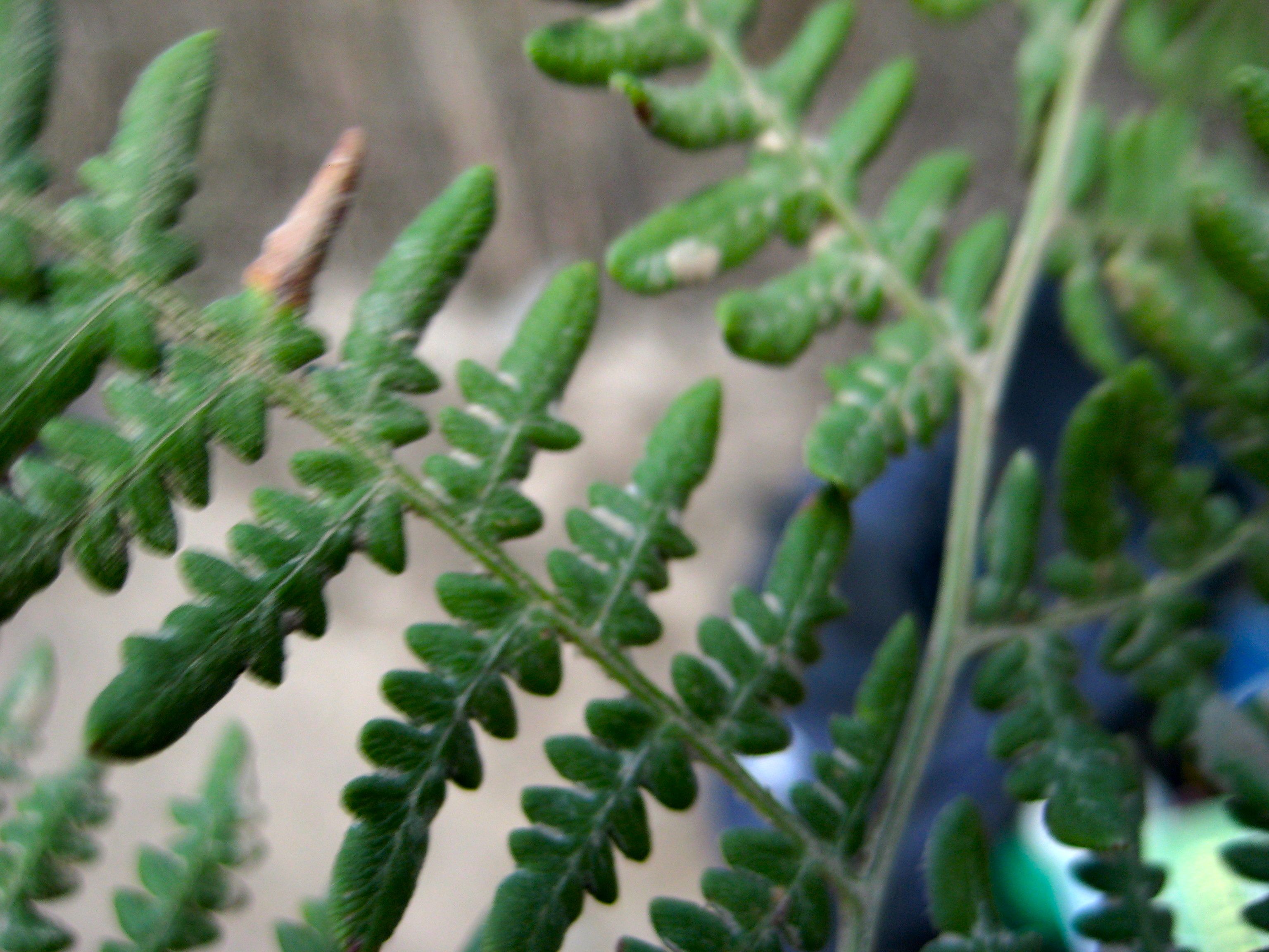 Pteridium aquilinum var. pubescens (Hairy brackenfern), native California herb