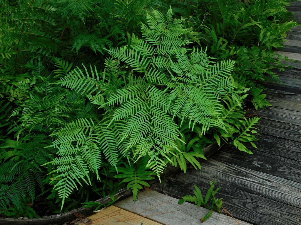Pteridium sp. (Bracken), native California perennial