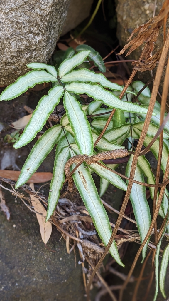 Pteris cretica (Cretan brake), non-native California herb