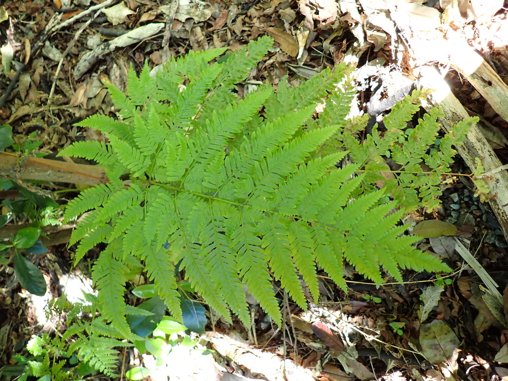 Pteris tremula (Australian brake), non-native California herb