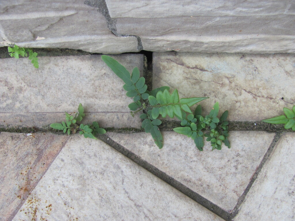 Pteris vittata (Ladder brake), non-native California herb