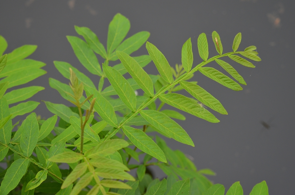 Pterocarya stenoptera (Chinese wingnut), non-native California tree