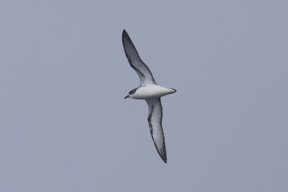Pterodroma cookii (Cook's Petrel), California species