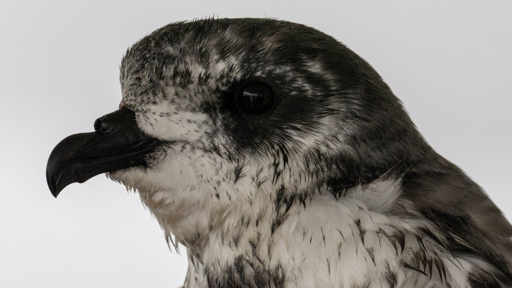 Pterodroma inexpectata (Mottled Petrel), California species