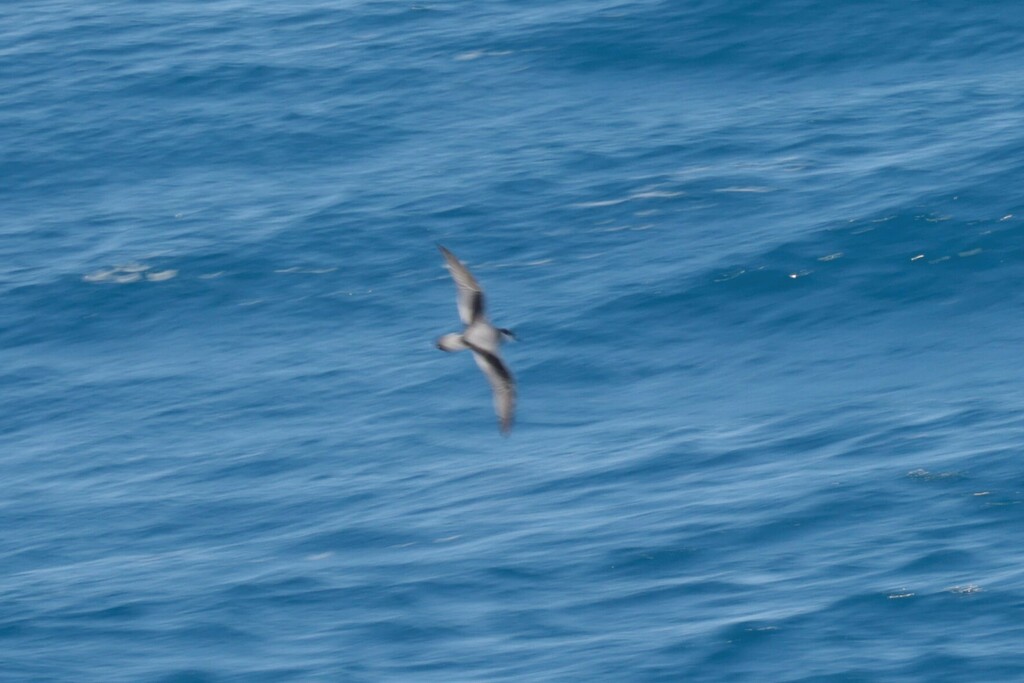 Pterodroma longirostris (Stejneger's Petrel), California species