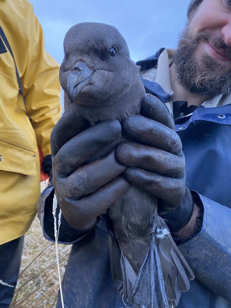 Pterodroma macroptera (Great-winged Petrel), California species