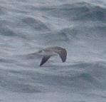 Pterodroma sandwichensis (Hawaiian Petrel), California species