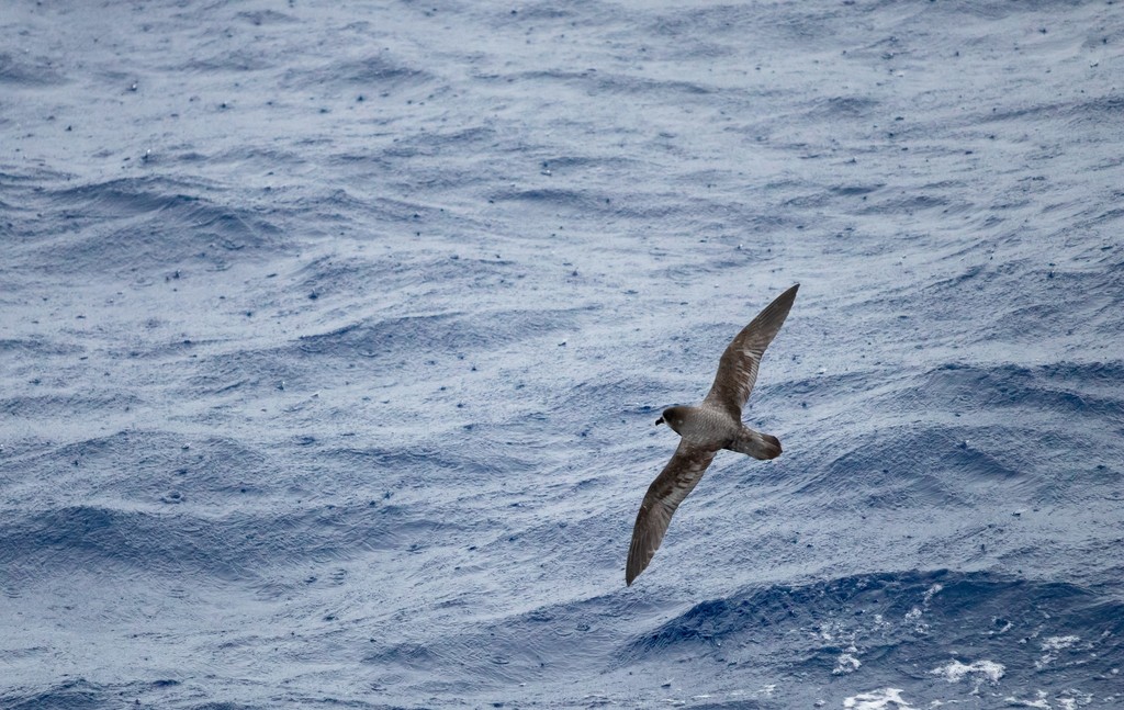 Pterodroma ultima (Murphy's Petrel), California species