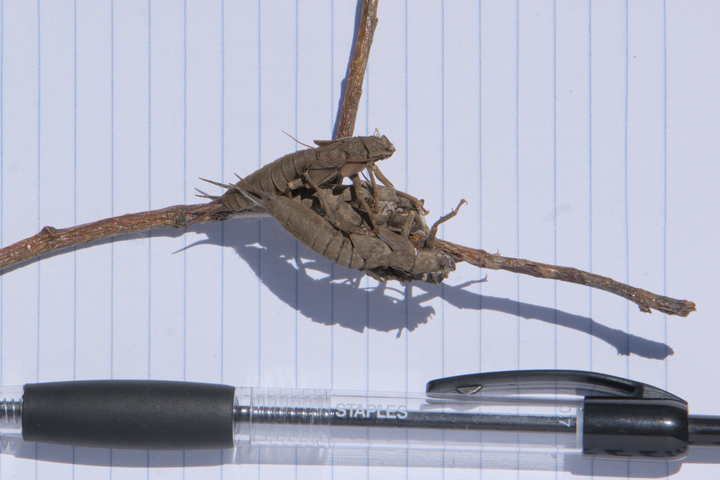 Pteronarcys californica (California Giant Stonefly), California species