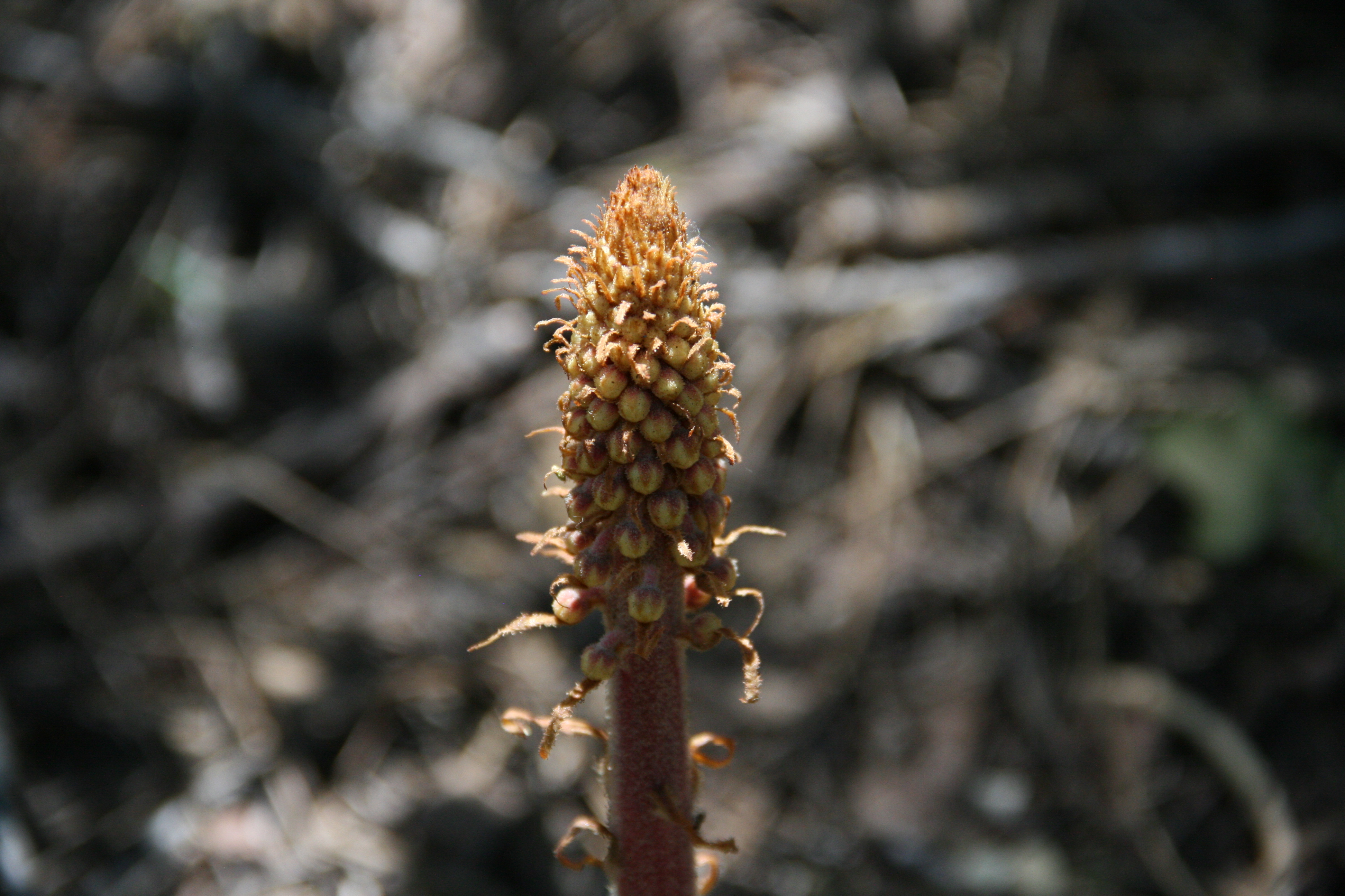Pterospora andromedea (Pine drops), native California herb