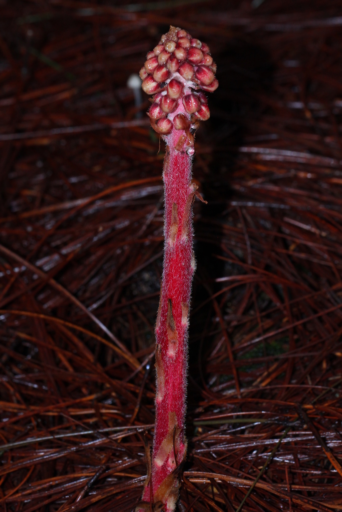 Pterospora sp. (Pinedrops), native California perennial
