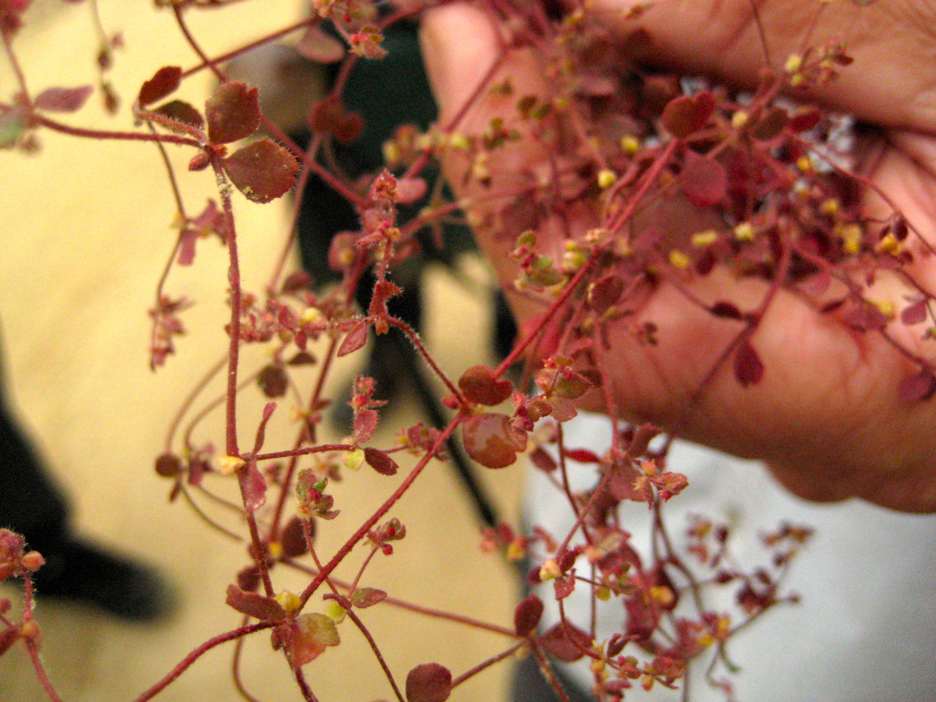 Pterostegia drymarioides (Fairy mist), native California herb