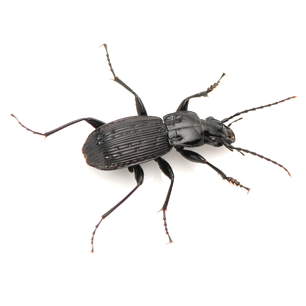Pterostichus johnsoni (Johnson’s waterfall carabid beetle), California species
