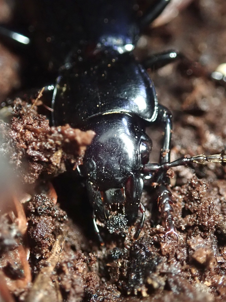 Pterostichus lama, California species