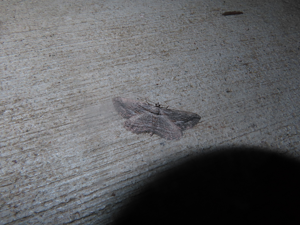 Pterotaea lamiaria (Lamiaria Gray Moth), California species