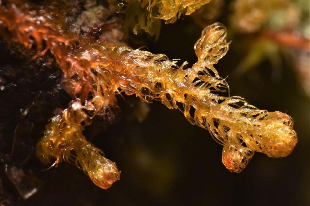 Ptilidium californicum (Pacific fuzzwort), California species