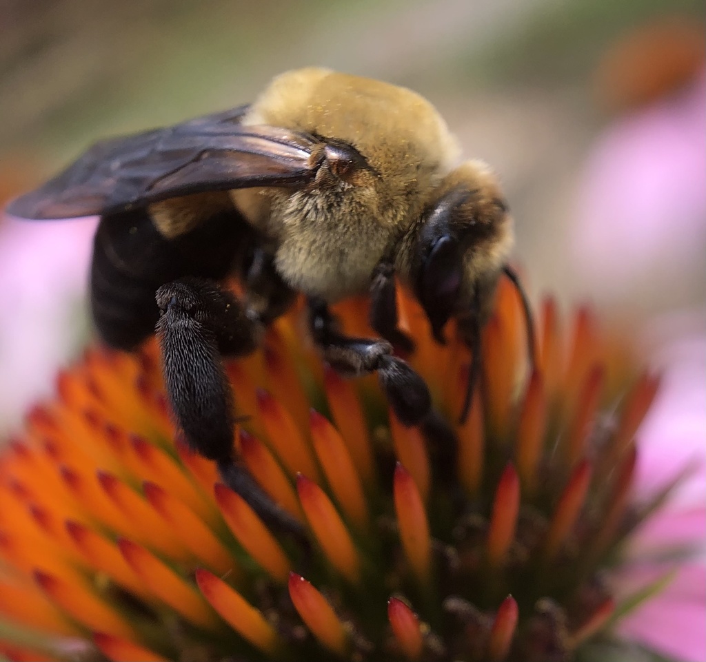 Ptilothrix bombiformis (Hibiscus Turret Bee), California species