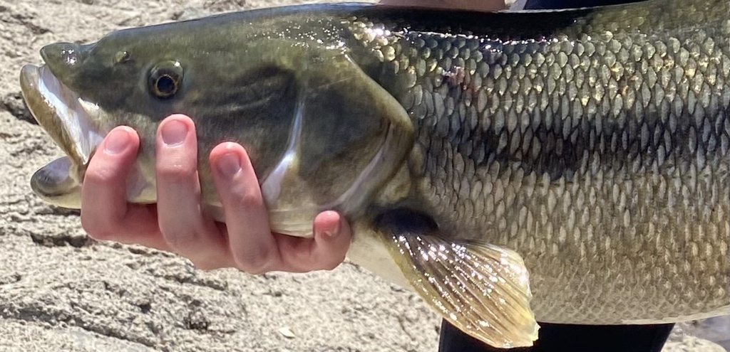 Ptychocheilus grandis (Sacramento pikeminnow), California species