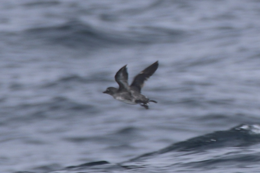 Ptychoramphus aleuticus (Cassin's Auklet), California species