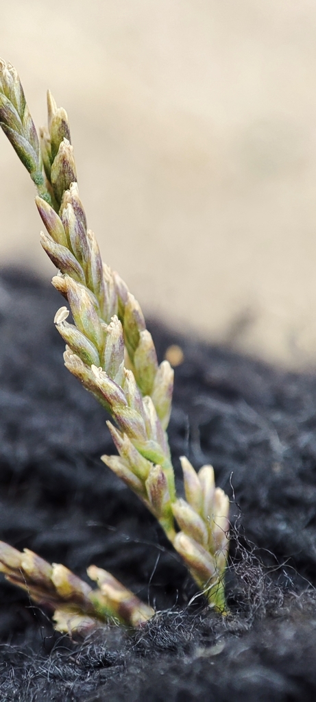 Puccinellia distans (European alkali grass), non-native California grass