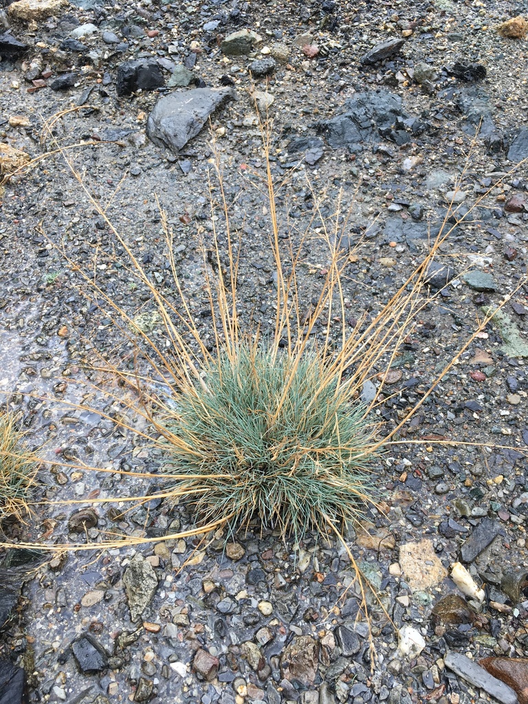 Puccinellia howellii (Howell's alkali grass), native California grass