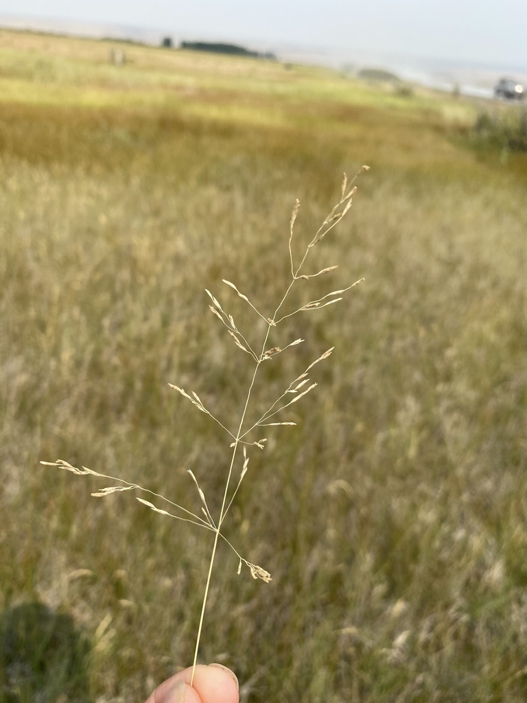 Puccinellia lemmonii (Lemmon's alkali grass), native California grass