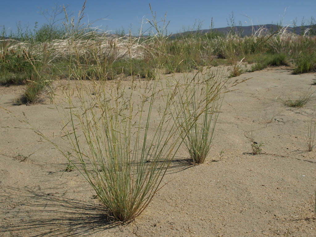 Puccinellia nuttalliana (Nuttall's alkali grass), native California grass