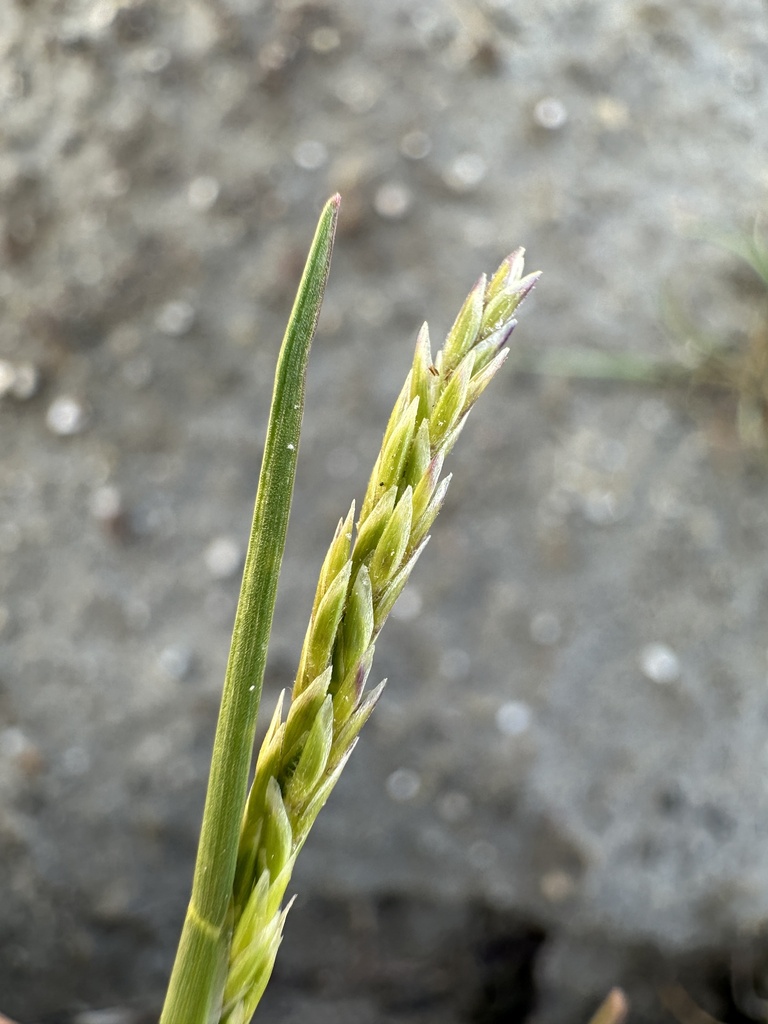 Puccinellia simplex (California alkaligrass), native California grass