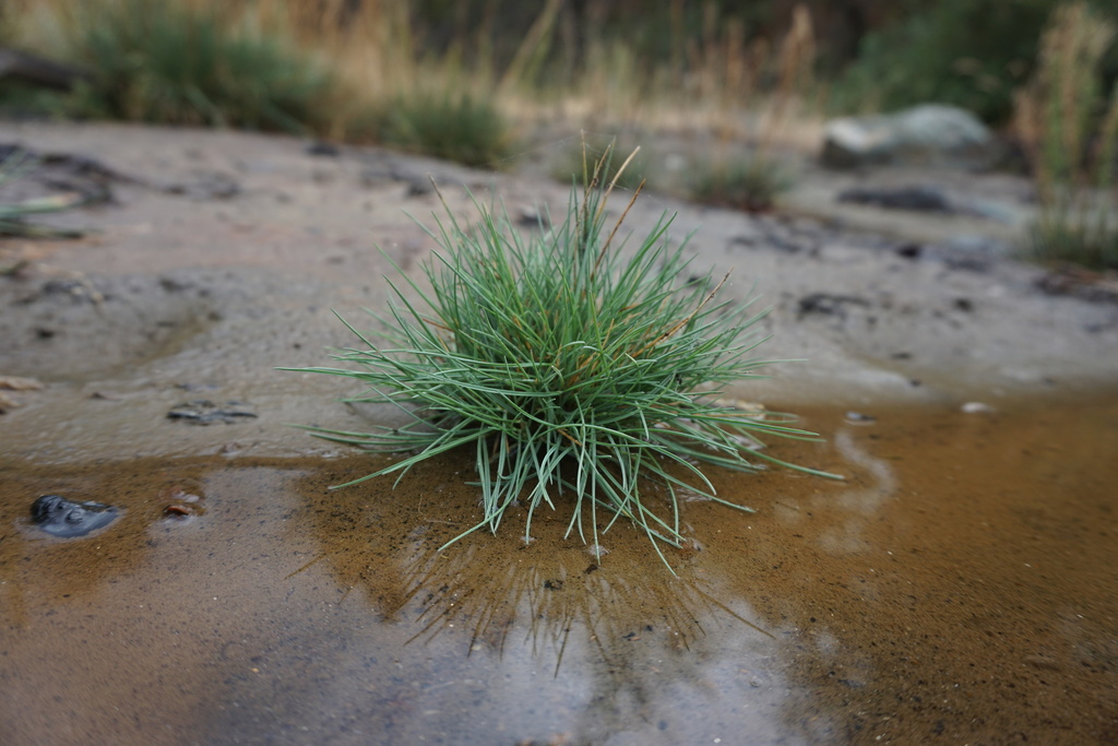 Puccinellia sp. (Alkali grass), non-native California perennial