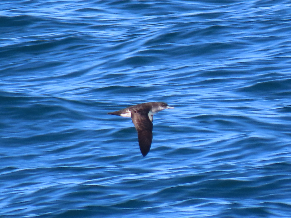 Puffinus opisthomelas (Black-vented Shearwater), California species