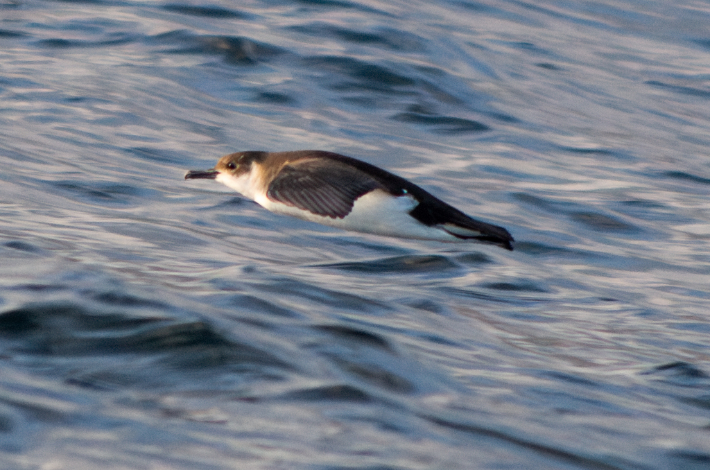 Puffinus puffinus (Manx Shearwater), California species