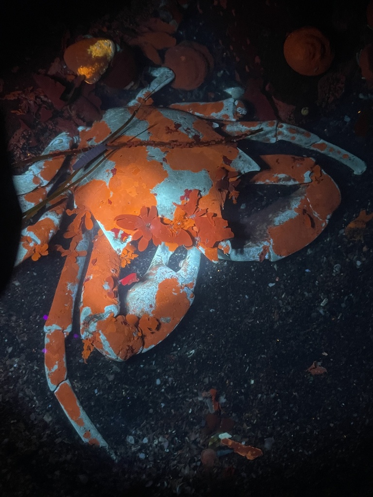 Pugettia producta (Northern Kelp Crab), California species