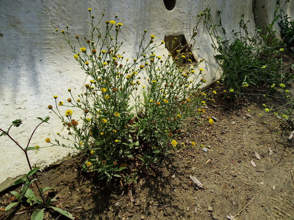 Pulicaria paludosa (Spanish false fleabane), non-native California herb