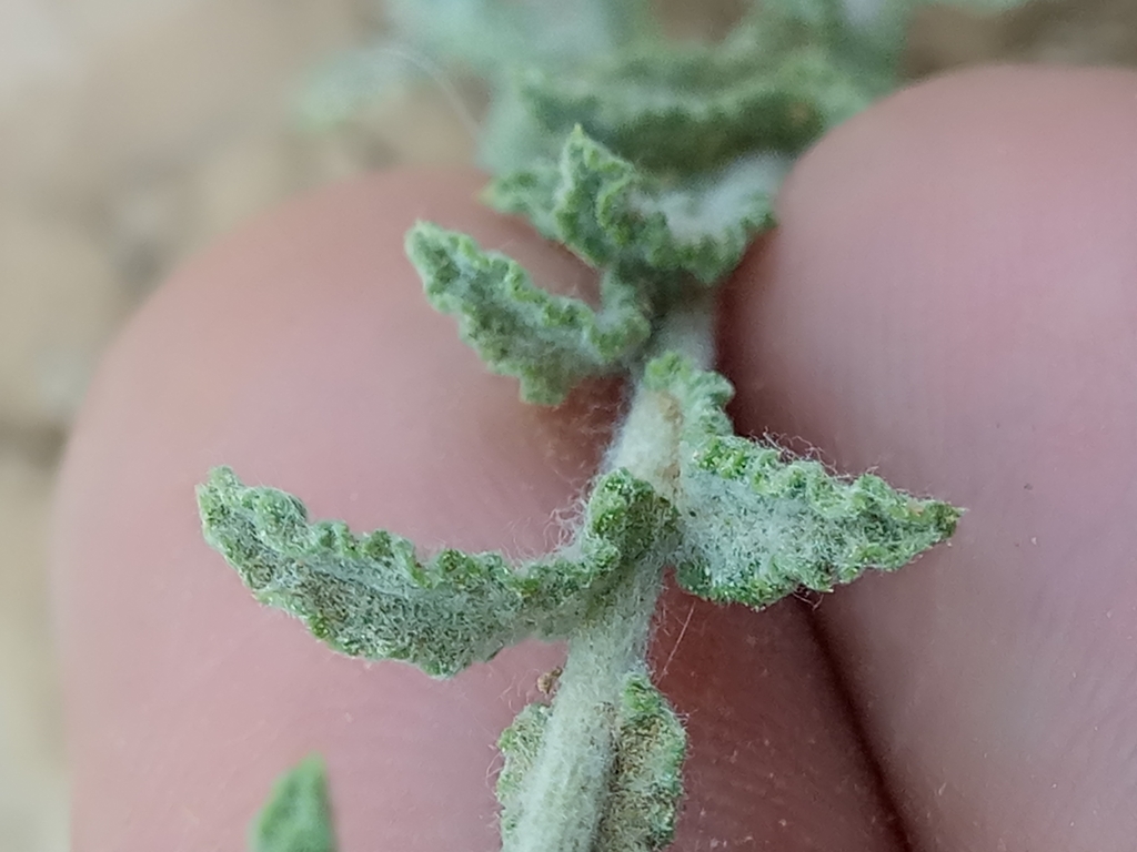 Pulicaria sp. (False-fleabane), non-native California perennial