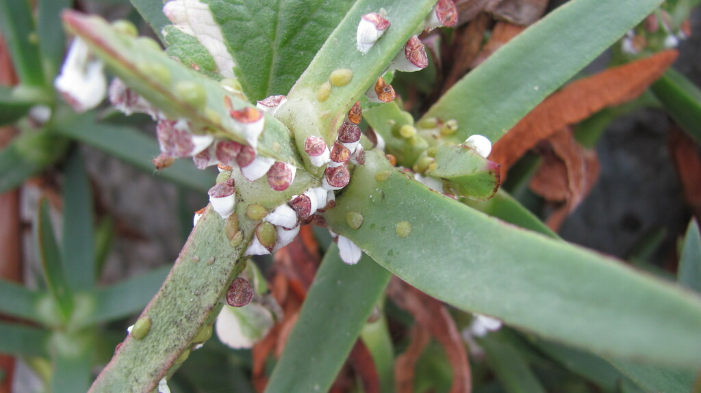 Pulvinaria mesembryanthemi (Ice plant scale), California species