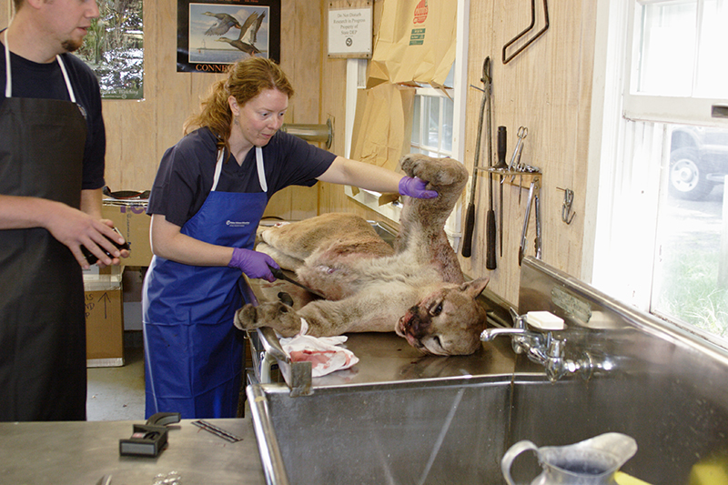 Puma concolor (Mountain lion (Southern California/Central Coast ESU)), California species