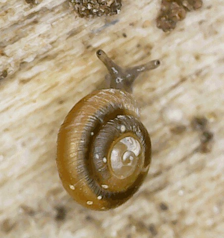 Punctum hannai (Trinity Spot), California species