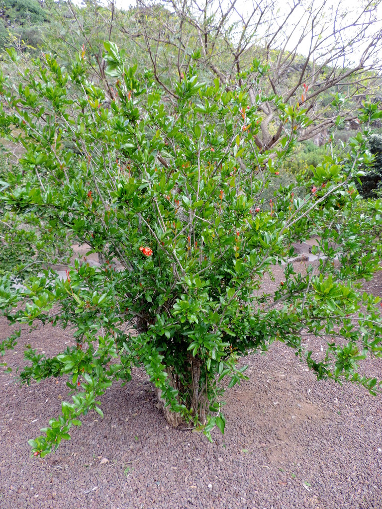 Punica granatum (Pomegranate), non-native California shrub / tree