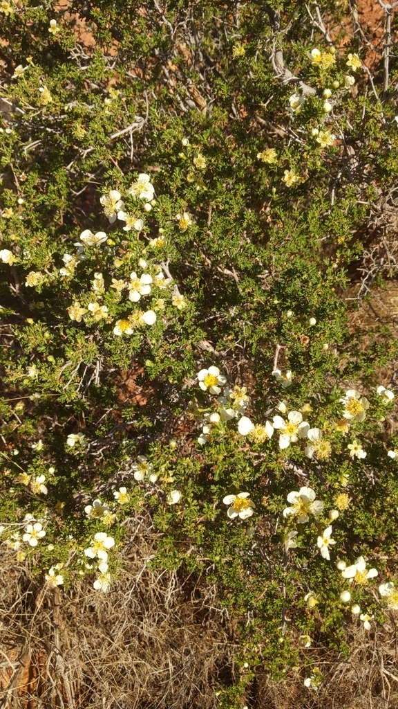 Purshia stansburyana (Cliffrose), native California shrub