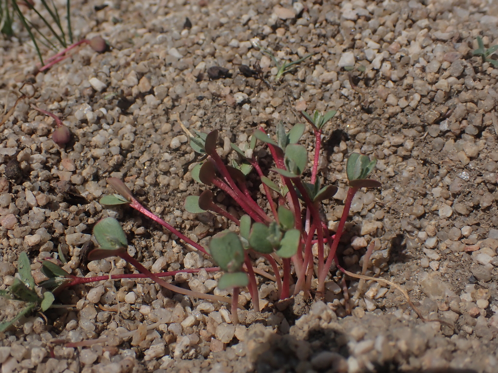 Purshia tridentata — parent species of Purshia tridentata var. tridentata