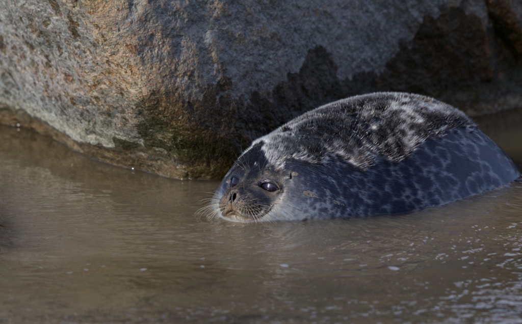 Pusa hispida (Ringed Seal), California species